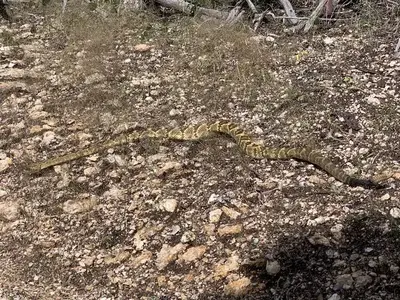 A black tailed rattlesnake, one of a handful of rattlesnake varieties found in Saguaro NP
