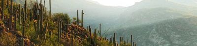 Saguaro National Park Wilderness Permits
