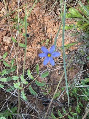 Sisyrinchium dimorphum