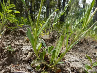 Penstemon cyaneus - blue penstemon - 48332292686