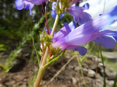 Penstemon cyaneus - blue penstemon - 48332416952