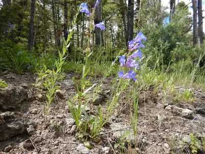 Penstemon cyaneus - blue penstemon