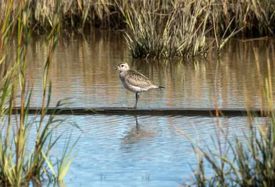 American golden plover (90573)