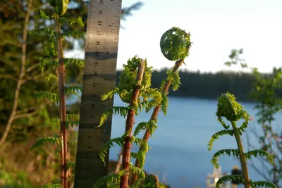 Lady Fern Fiddleheads