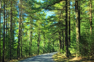 White Pine Forest (8718588751)