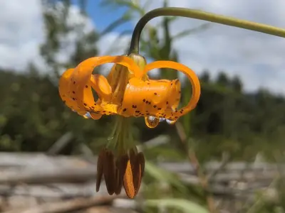 Raindrops on Columbia lily (51331423562)