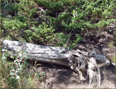 Rocky Mountains, Adams Falls Trail, Deadfall 8-29-12 (8119500067)