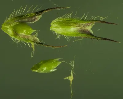 Phleum alpinum (3885341518)