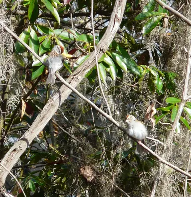 Chipping sparrows at Williams Landing