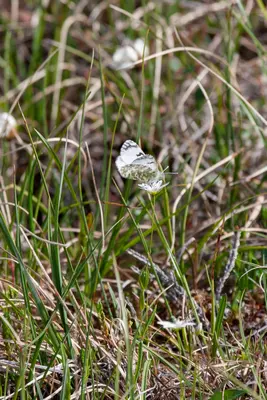 Euchloe creusa (Northern Marble)