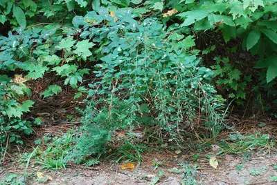 Lespedeza2