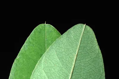 Lespedeza9