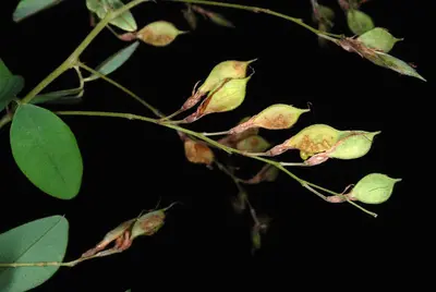 Lespedeza6