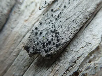 Cresponea chloroconia 104246095