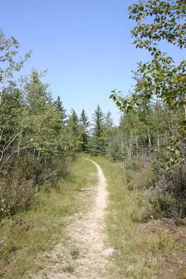 Mysterious Trail (220509948)