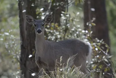 Odocoileus virginianus couesi
