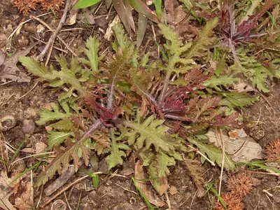 Dasistoma macrophylla basal leaves