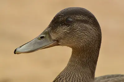 Black duck headshot 2