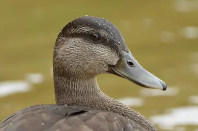 Black duck headshot