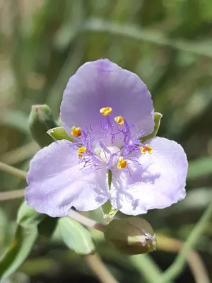 Tradescantia occidentalis scopulorum 42757283