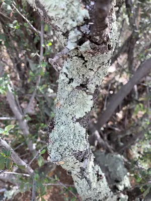 Flavoparmelia caperata 64387353