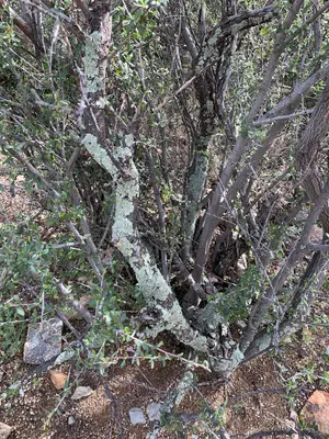Flavoparmelia caperata 64387346