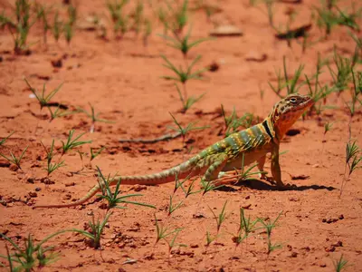 Lizards enjoy the climate.