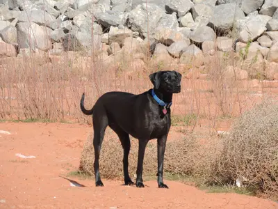 Laika, my weimtannwer mix loves Lake Paek.