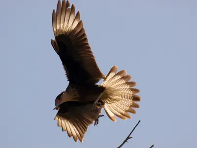 Juvenile Crested Caracara in flight