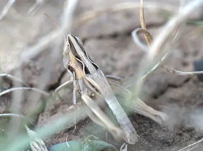 E. abortivus (Georgetown, TX)