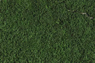 Camp site (NYSDEC)