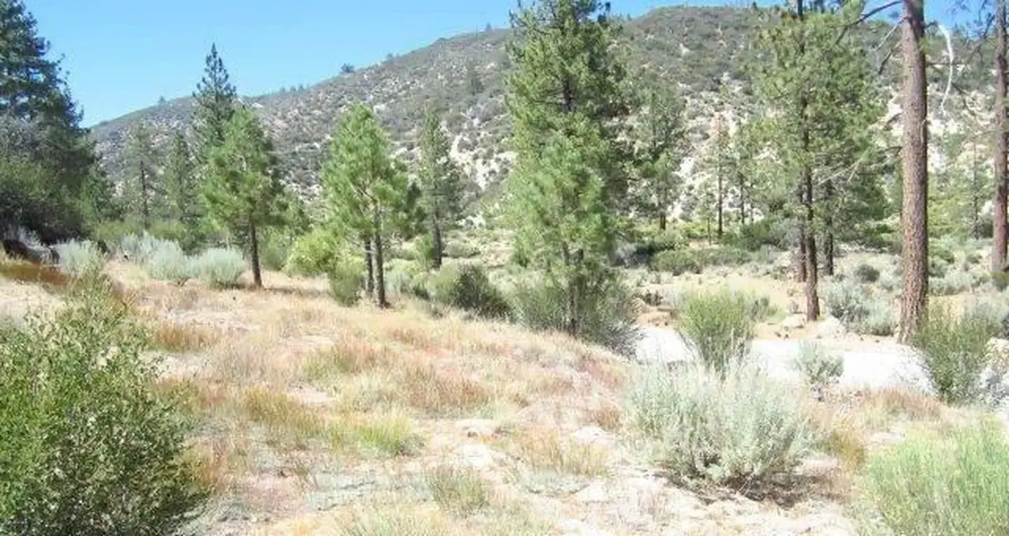 Meadow Group Campground2