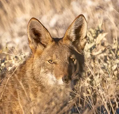 Canis latrans 5720EC78-55B1-4B9B-A269-090AC8DE8FF7 (51665259369)