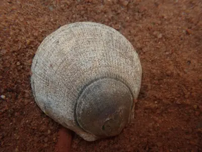 Placopecten magellanicus 222996522
