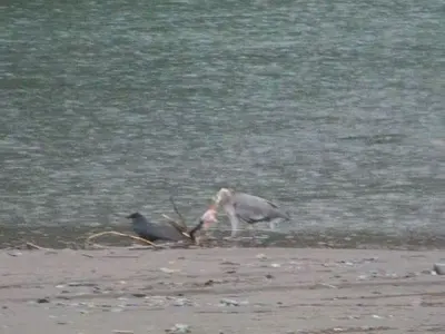 Great Blue Heron (4224201472)