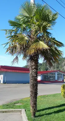 16th and 101 palm - panoramio