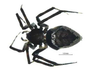 Euryopis formosa f1