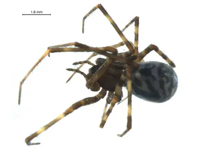 Pimoa curvata 2