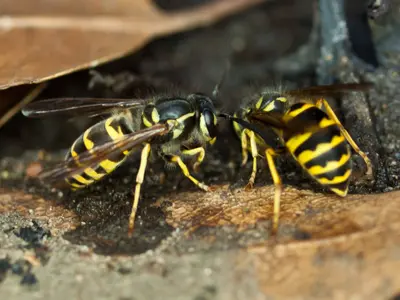 Yellowjacket (Vespula alascensis) (6115014672)