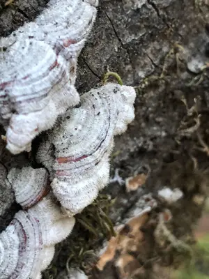 Stereum hirsutum 105964272