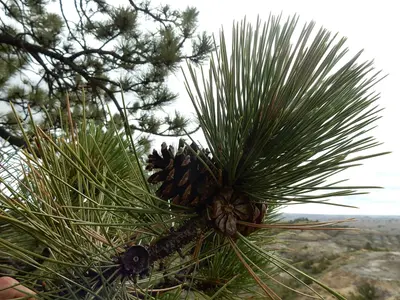 Pinus scopulorum, east slope Ponderosa pine - 30289407587