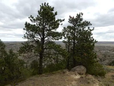 Pinus scopulorum, east slope Ponderosa pine - 30289407787