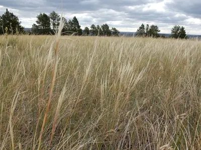 Stipa comata var. comata (35452578392)