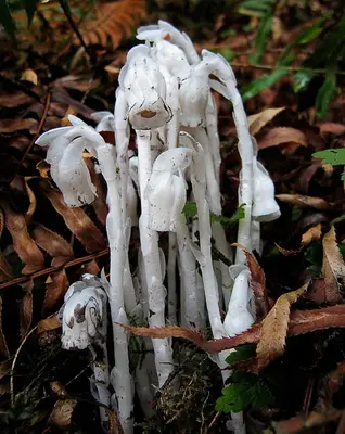Monotropa