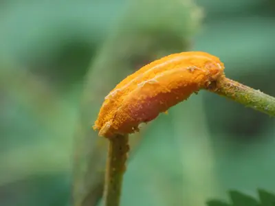 Phragmidium mucronatum (32)