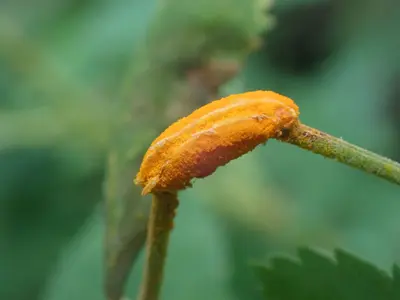 Phragmidium mucronatum (31)
