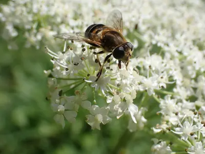 Eristalis nemorum 163858676