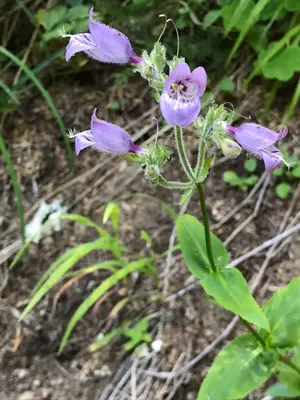 Penstemon rattanii var. rattanii