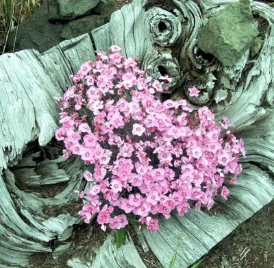 Driftwood Flowers - panoramio
