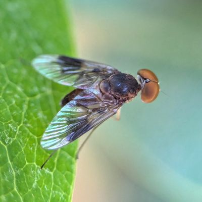 Chrysopilus quadratus 400595262